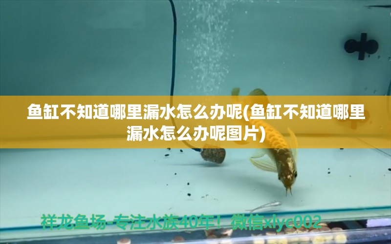 魚(yú)缸不知道哪里漏水怎么辦呢(魚(yú)缸不知道哪里漏水怎么辦呢圖片) 海象魚(yú)