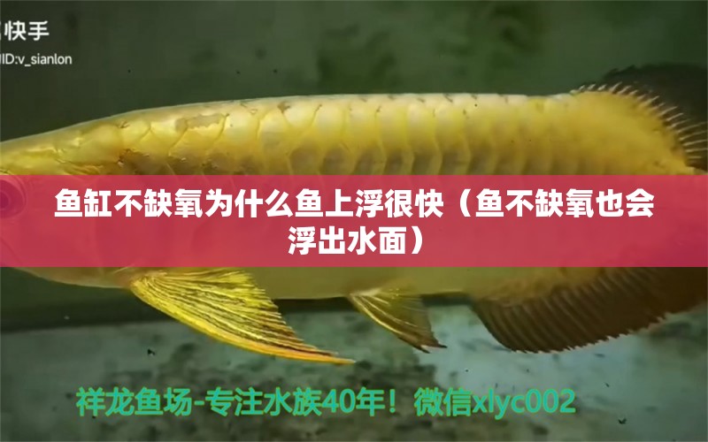 魚缸不缺氧為什么魚上浮很快（魚不缺氧也會浮出水面）