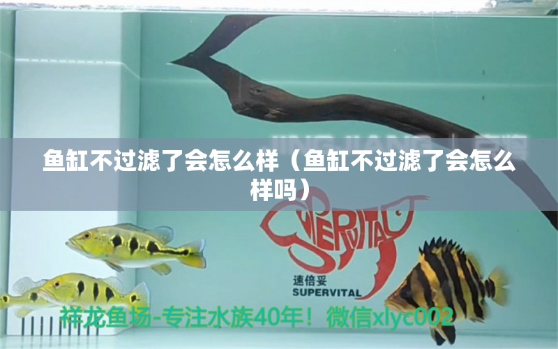 魚(yú)缸不過(guò)濾了會(huì)怎么樣（魚(yú)缸不過(guò)濾了會(huì)怎么樣嗎） 元寶鳳凰魚(yú)專用魚(yú)糧