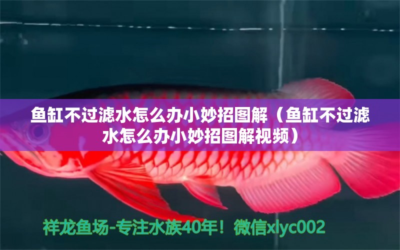 魚(yú)缸不過(guò)濾水怎么辦小妙招圖解（魚(yú)缸不過(guò)濾水怎么辦小妙招圖解視頻） 觀賞魚(yú)市場(chǎng)（混養(yǎng)魚(yú)）