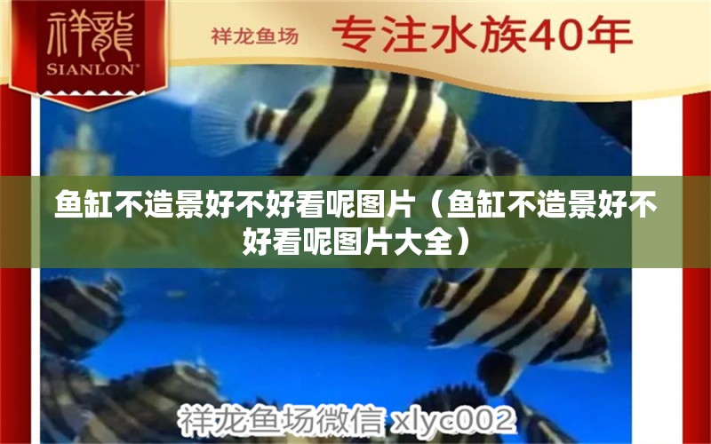 魚(yú)缸不造景好不好看呢圖片（魚(yú)缸不造景好不好看呢圖片大全） 古典過(guò)背金龍魚(yú)