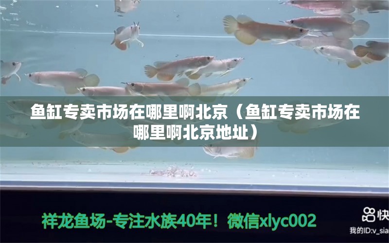 魚缸專賣市場在哪里啊北京（魚缸專賣市場在哪里啊北京地址） 祥龍水族醫(yī)院