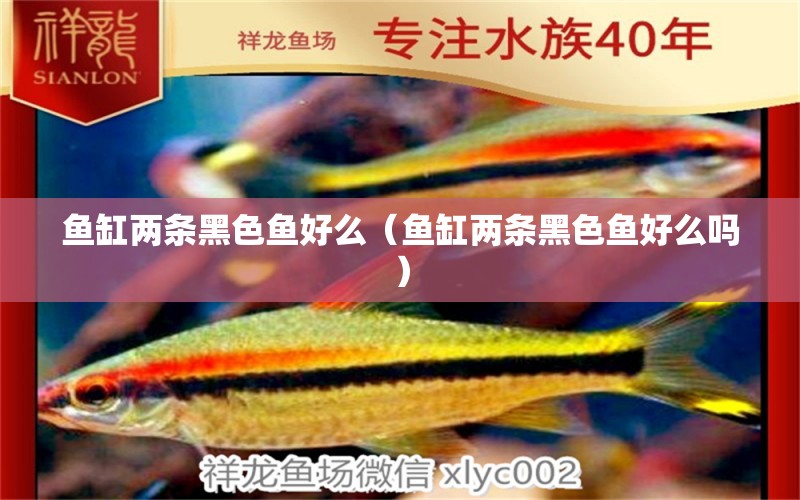 魚缸兩條黑色魚好么（魚缸兩條黑色魚好么嗎）