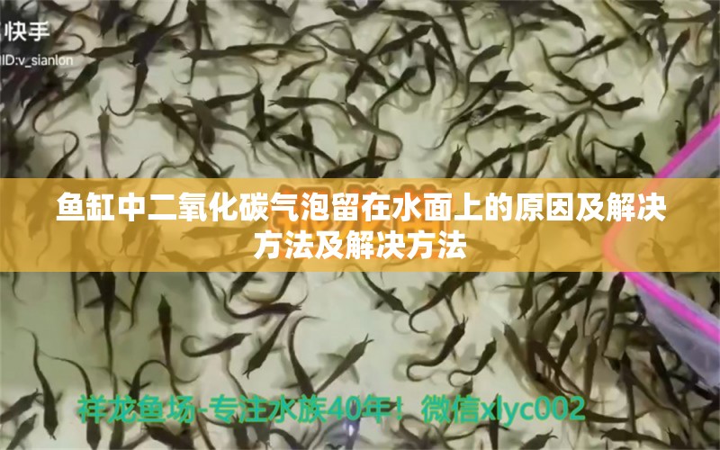 魚缸中二氧化碳氣泡留在水面上的原因及解決方法及解決方法