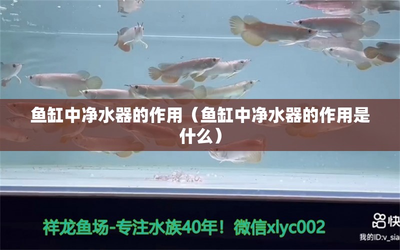 魚缸中凈水器的作用（魚缸中凈水器的作用是什么）