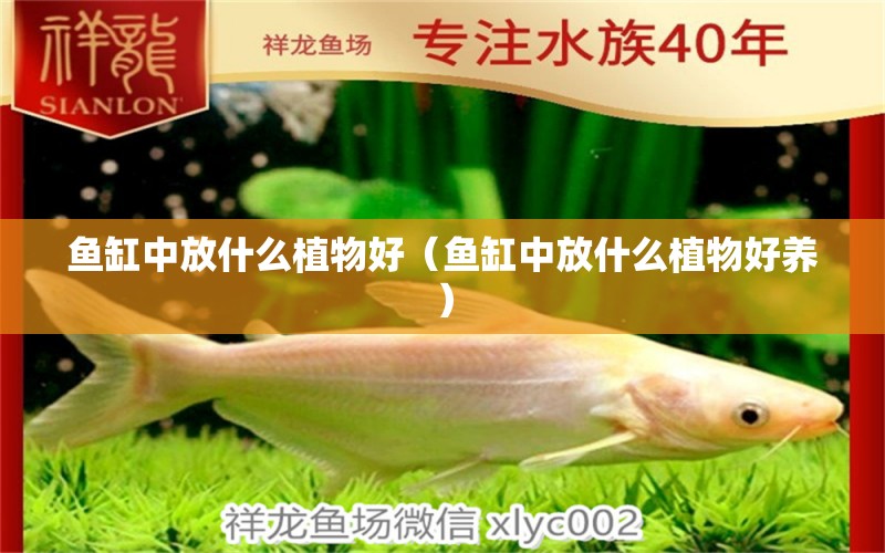 魚缸中放什么植物好（魚缸中放什么植物好養(yǎng)）