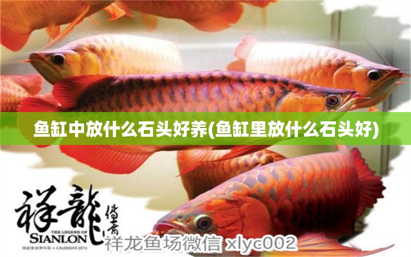 魚缸中放什么石頭好養(yǎng)(魚缸里放什么石頭好)