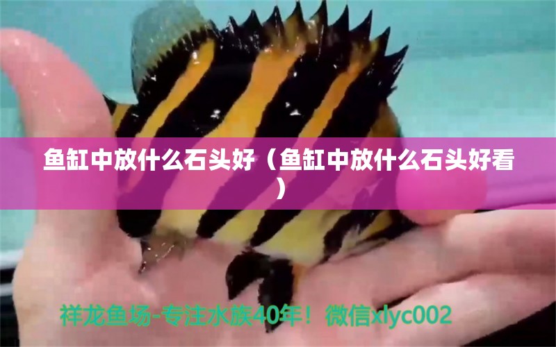 魚缸中放什么石頭好（魚缸中放什么石頭好看）