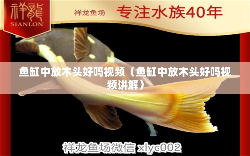 魚缸中放木頭好嗎視頻（魚缸中放木頭好嗎視頻講解）