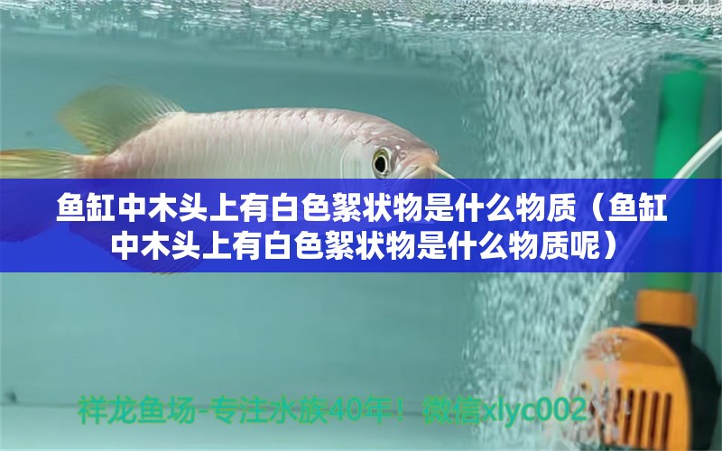 魚缸中木頭上有白色絮狀物是什么物質(zhì)（魚缸中木頭上有白色絮狀物是什么物質(zhì)呢）