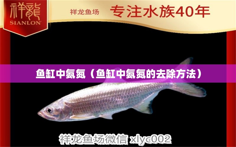 魚缸中氨氮（魚缸中氨氮的去除方法）