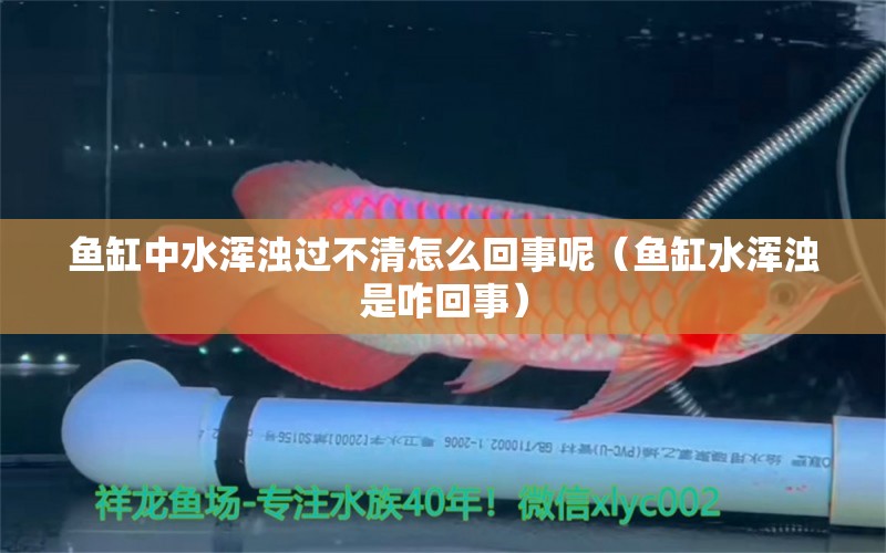 魚缸中水渾濁過不清怎么回事呢（魚缸水渾濁是咋回事） 赤荔鳳冠魚