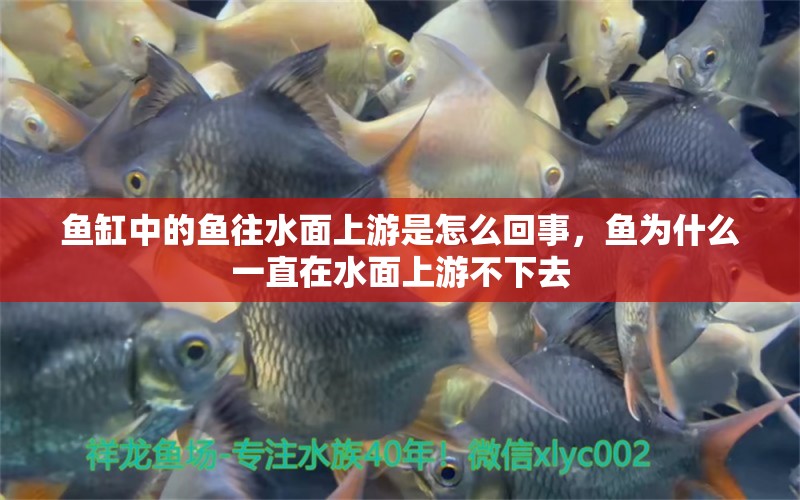 魚缸中的魚往水面上游是怎么回事，魚為什么一直在水面上游不下去 充氧泵