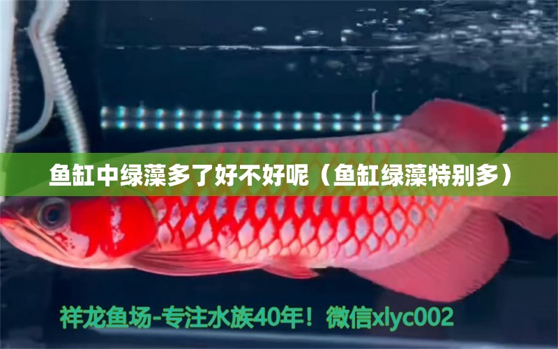 魚缸中綠藻多了好不好呢（魚缸綠藻特別多）