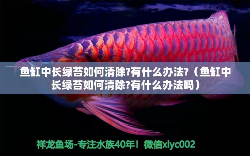 魚缸中長綠苔如何清除?有什么辦法?（魚缸中長綠苔如何清除?有什么辦法嗎） 沖氧泵