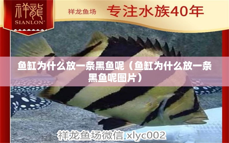 魚缸為什么放一條黑魚呢（魚缸為什么放一條黑魚呢圖片）