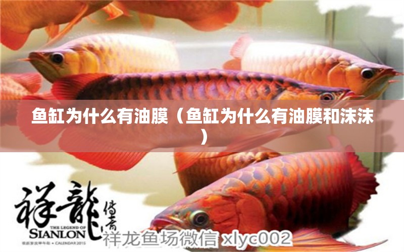 魚缸為什么有油膜（魚缸為什么有油膜和沫沫）