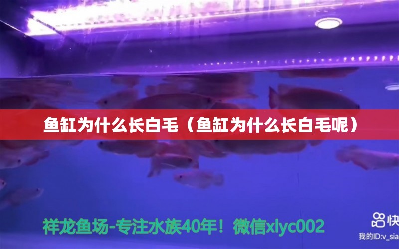 魚缸為什么長(zhǎng)白毛（魚缸為什么長(zhǎng)白毛呢）