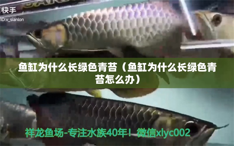 魚缸為什么長(zhǎng)綠色青苔（魚缸為什么長(zhǎng)綠色青苔怎么辦） 祥龍水族醫(yī)院