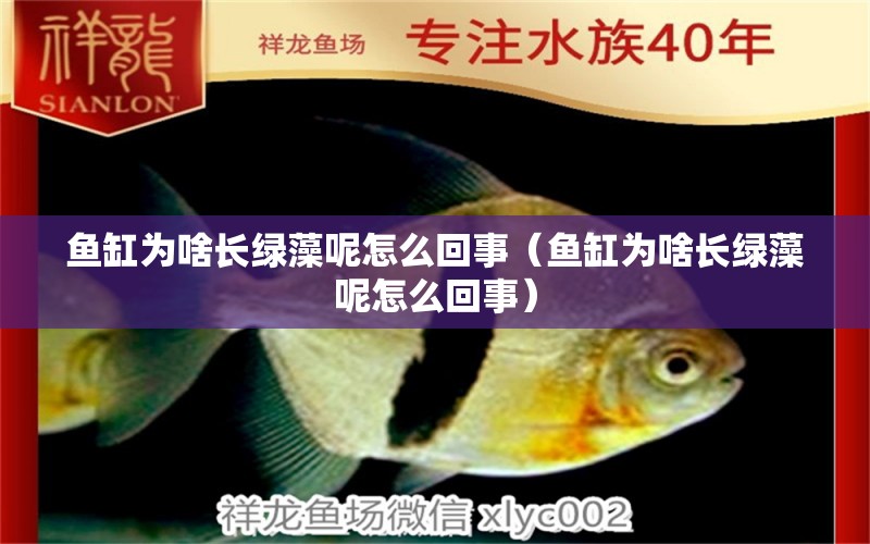 魚缸為啥長綠藻呢怎么回事（魚缸為啥長綠藻呢怎么回事） iwish愛唯希品牌魚缸