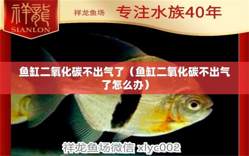 魚缸二氧化碳不出氣了（魚缸二氧化碳不出氣了怎么辦）