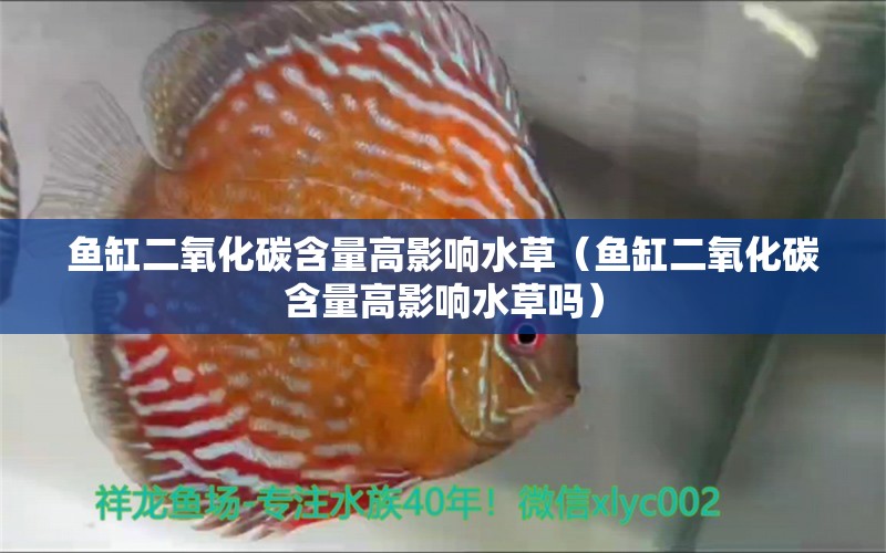 魚缸二氧化碳含量高影響水草（魚缸二氧化碳含量高影響水草嗎）