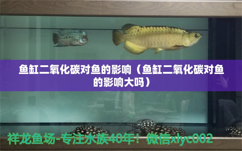 魚缸二氧化碳對魚的影響（魚缸二氧化碳對魚的影響大嗎）