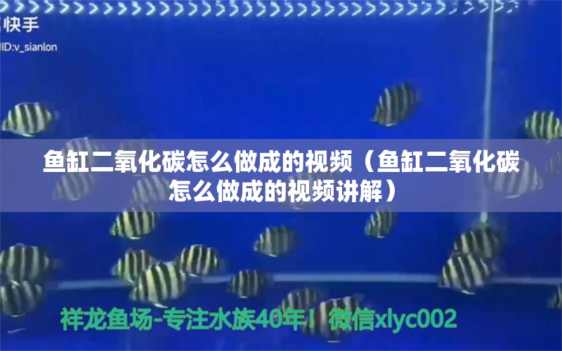 魚(yú)缸二氧化碳怎么做成的視頻（魚(yú)缸二氧化碳怎么做成的視頻講解） 二氧化碳設(shè)備