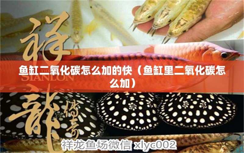 魚(yú)缸二氧化碳怎么加的快（魚(yú)缸里二氧化碳怎么加） 二氧化碳設(shè)備