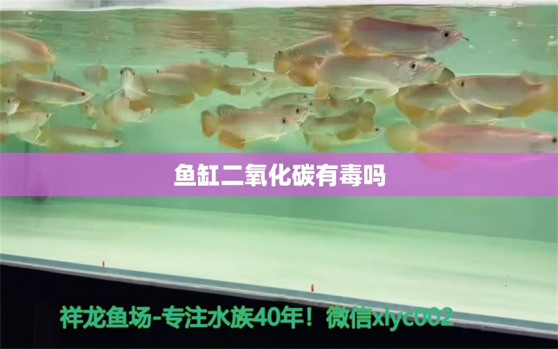 魚(yú)缸二氧化碳有毒嗎