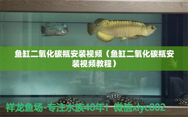 魚缸二氧化碳瓶安裝視頻（魚缸二氧化碳瓶安裝視頻教程） 二氧化碳設(shè)備