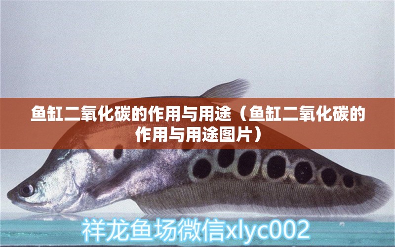 魚缸二氧化碳的作用與用途（魚缸二氧化碳的作用與用途圖片）