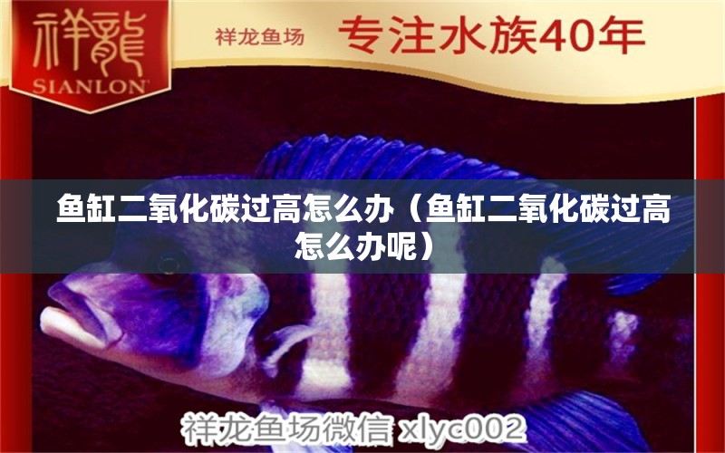 魚缸二氧化碳過高怎么辦（魚缸二氧化碳過高怎么辦呢） 二氧化碳設(shè)備