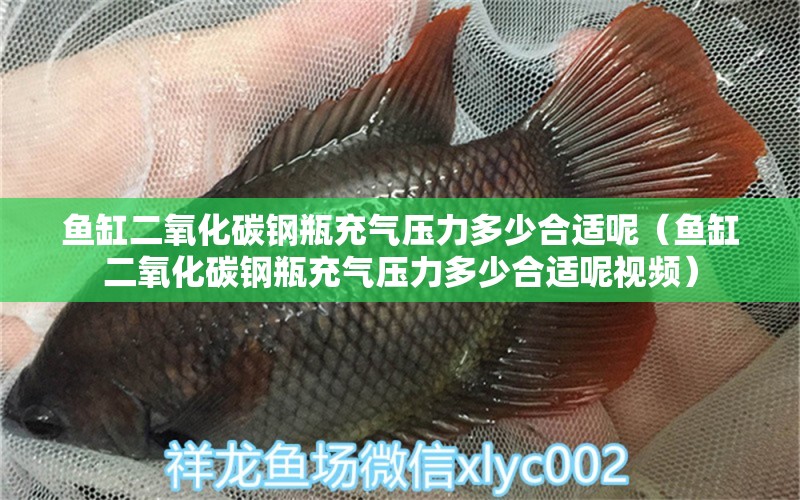 魚缸二氧化碳鋼瓶充氣壓力多少合適呢（魚缸二氧化碳鋼瓶充氣壓力多少合適呢視頻）