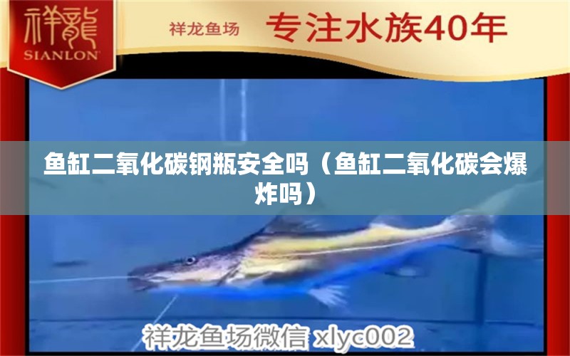 魚(yú)缸二氧化碳鋼瓶安全嗎（魚(yú)缸二氧化碳會(huì)爆炸嗎） 二氧化碳設(shè)備 第1張