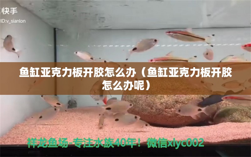 魚缸亞克力板開膠怎么辦（魚缸亞克力板開膠怎么辦呢）