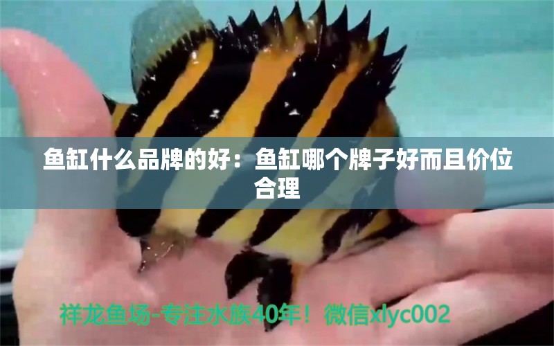 魚缸什么品牌的好：魚缸哪個牌子好而且價位合理