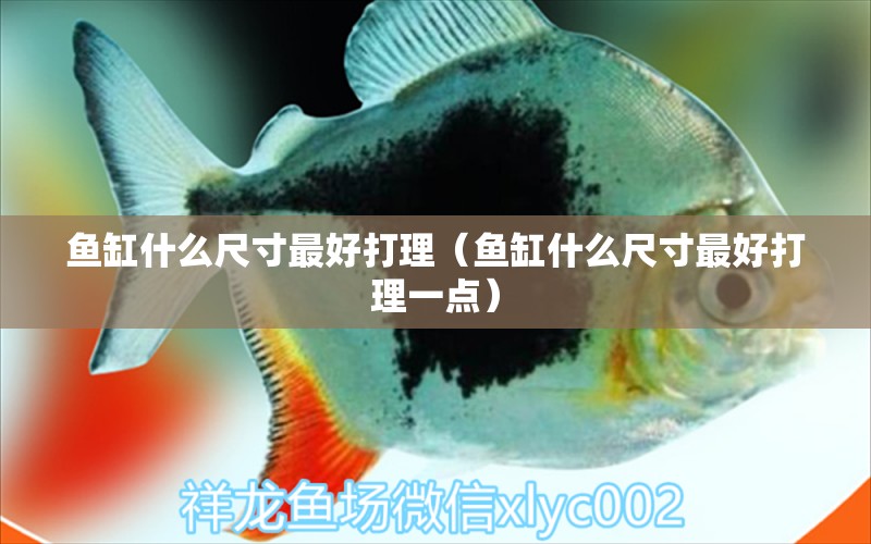 魚缸什么尺寸最好打理（魚缸什么尺寸最好打理一點(diǎn)） 黑白雙星魚