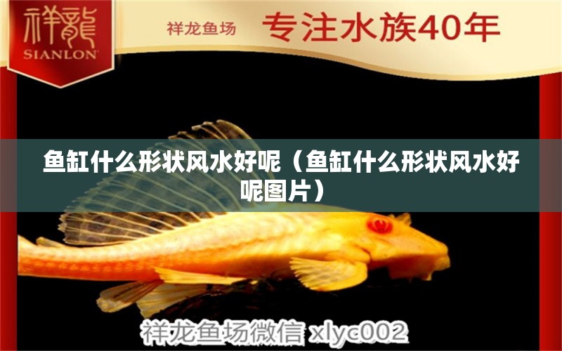 魚(yú)缸什么形狀風(fēng)水好呢（魚(yú)缸什么形狀風(fēng)水好呢圖片）