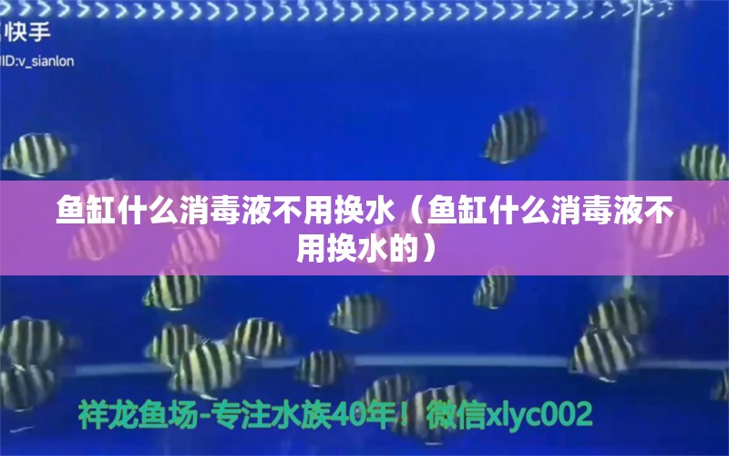 魚(yú)缸什么消毒液不用換水（魚(yú)缸什么消毒液不用換水的）