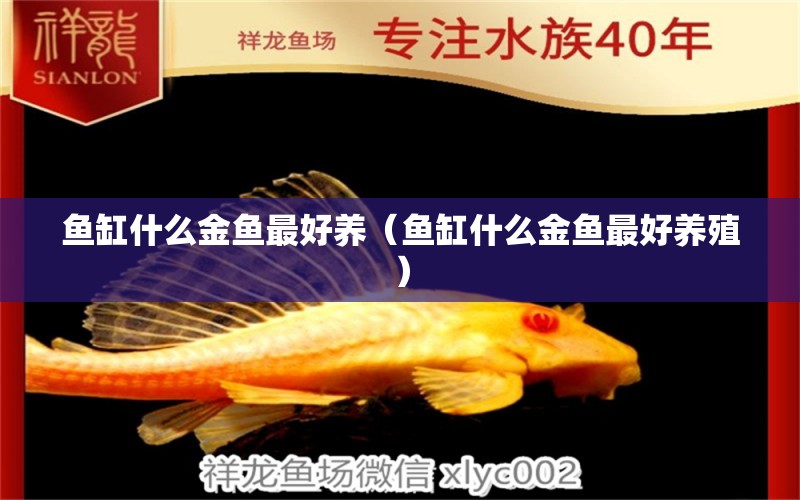 魚缸什么金魚最好養(yǎng)（魚缸什么金魚最好養(yǎng)殖）