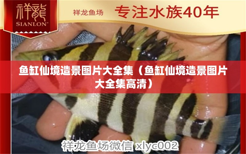 魚缸仙境造景圖片大全集（魚缸仙境造景圖片大全集高清） 祥龍水族醫(yī)院