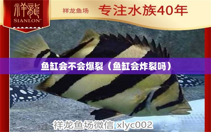 魚缸會不會爆裂（魚缸會炸裂嗎） 廣州觀賞魚批發(fā)市場