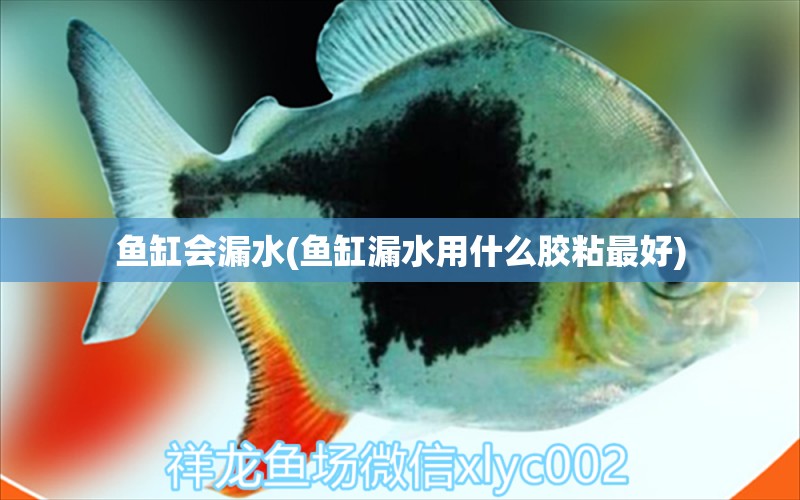 魚缸會漏水(魚缸漏水用什么膠粘最好)