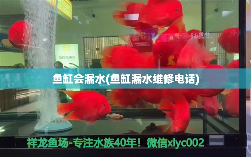 魚缸會漏水(魚缸漏水維修電話)