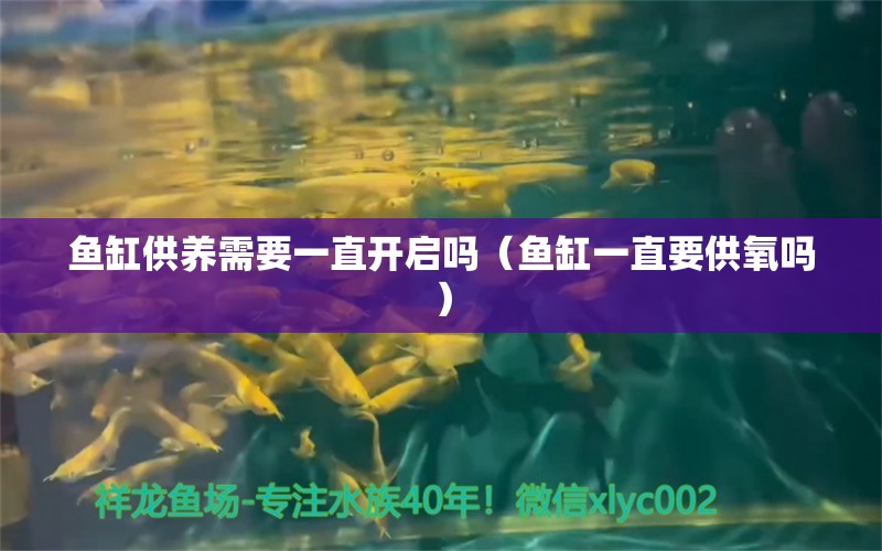 魚缸供養(yǎng)需要一直開啟嗎（魚缸一直要供氧嗎）