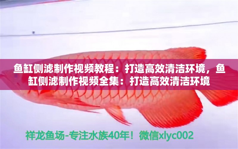 魚缸側(cè)濾制作視頻教程：打造高效清潔環(huán)境，魚缸側(cè)濾制作視頻全集：打造高效清潔環(huán)境 白子銀龍苗（黃化銀龍苗） 第2張