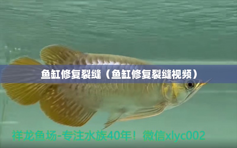 魚缸修復(fù)裂縫（魚缸修復(fù)裂縫視頻） 其他品牌魚缸