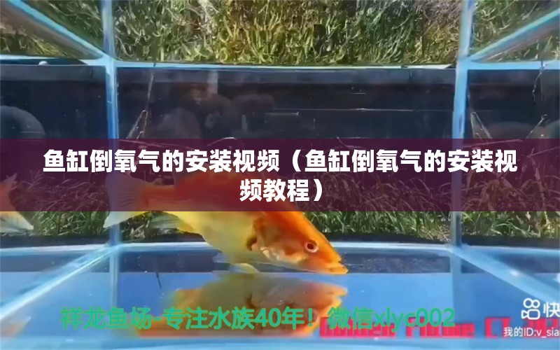 魚缸倒氧氣的安裝視頻（魚缸倒氧氣的安裝視頻教程） 帝王三間魚