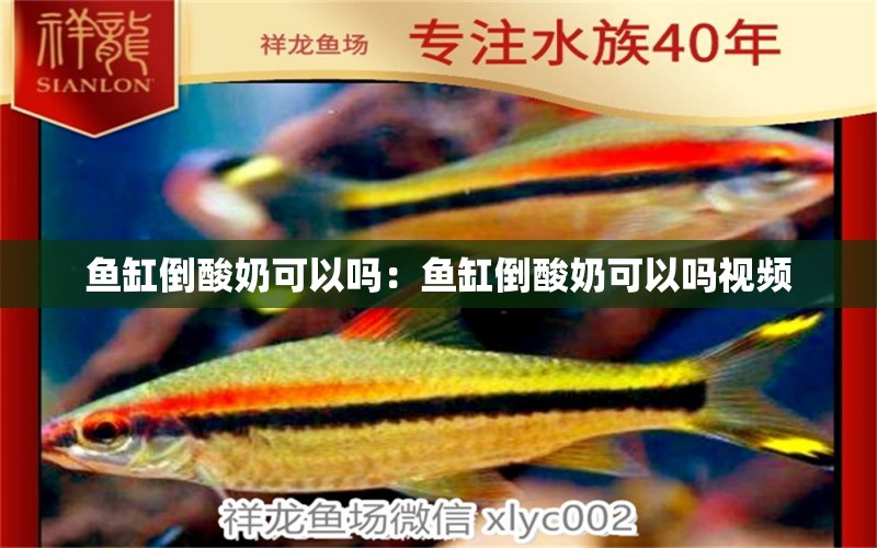 魚缸倒酸奶可以嗎：魚缸倒酸奶可以嗎視頻